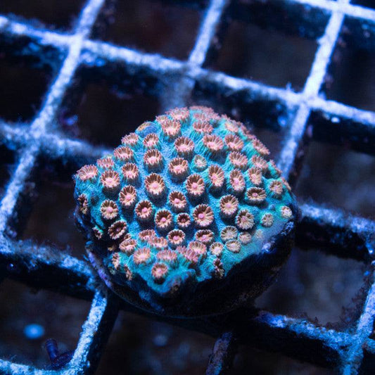 Meteor Shower Cyphastrea - AquaGemCorals