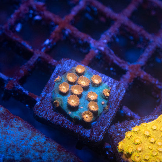 Meteor Shower Cyphastrea