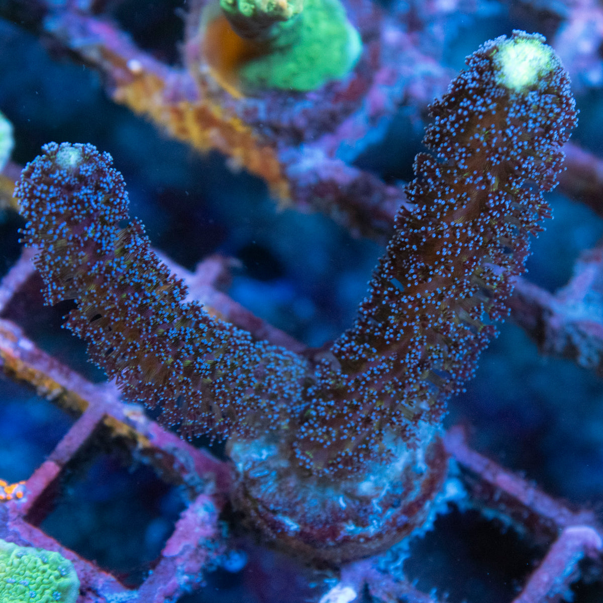 Milka Stylo coral frag from AquaGem Corals