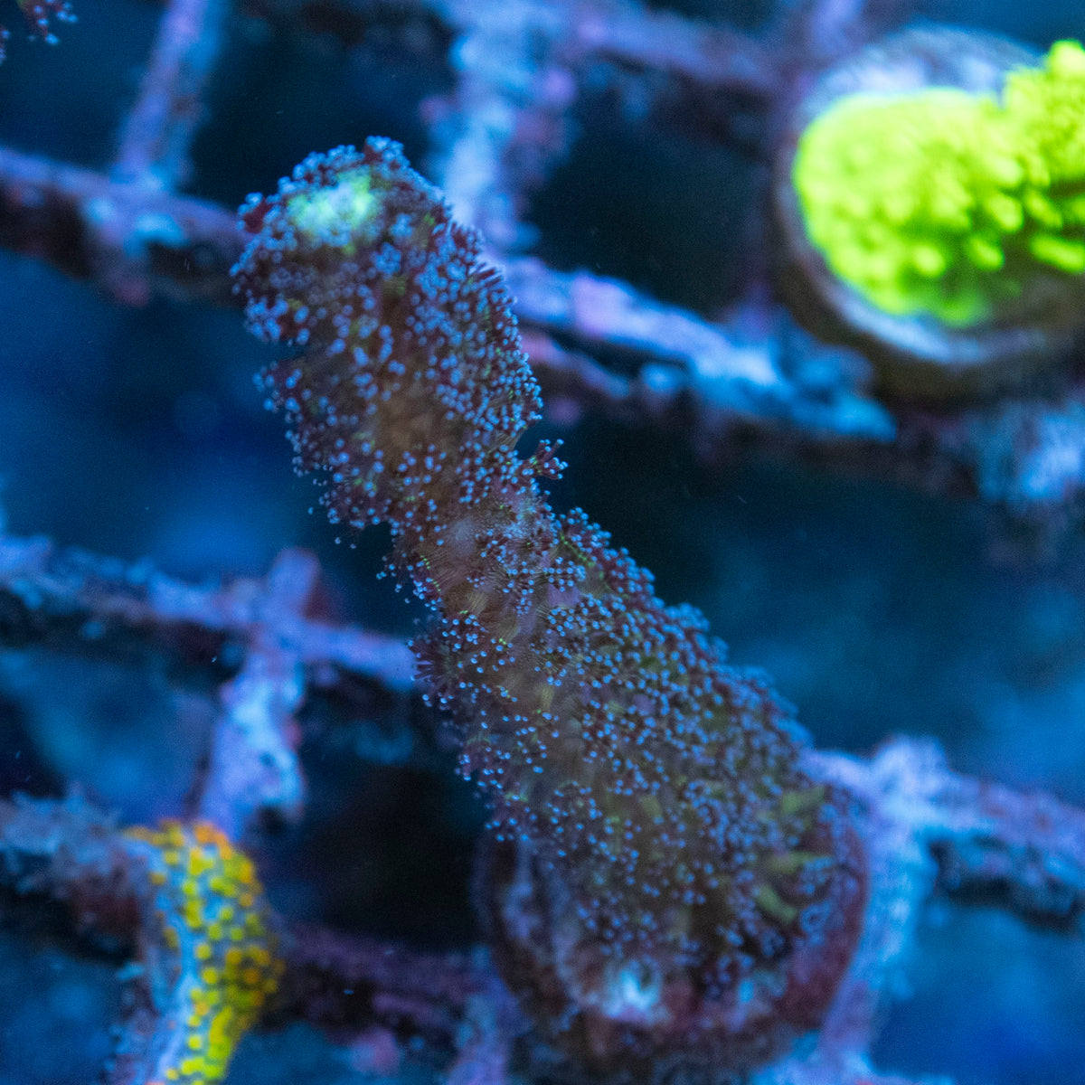Milka Stylo coral frag from AquaGem Corals