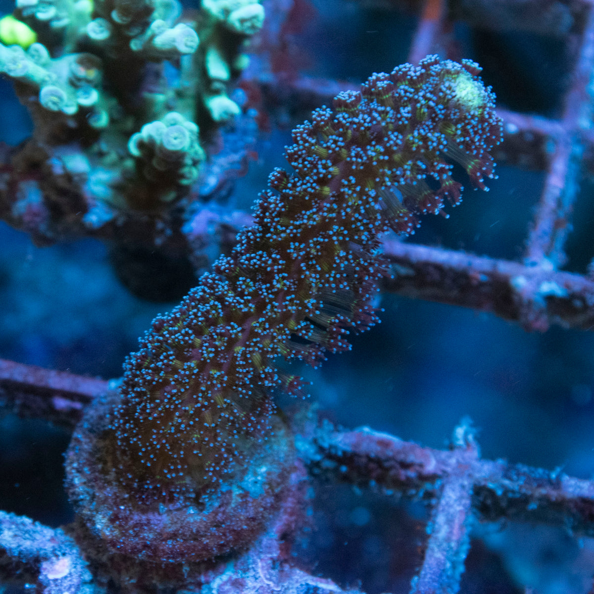 Milka Stylo coral frag from AquaGem Corals