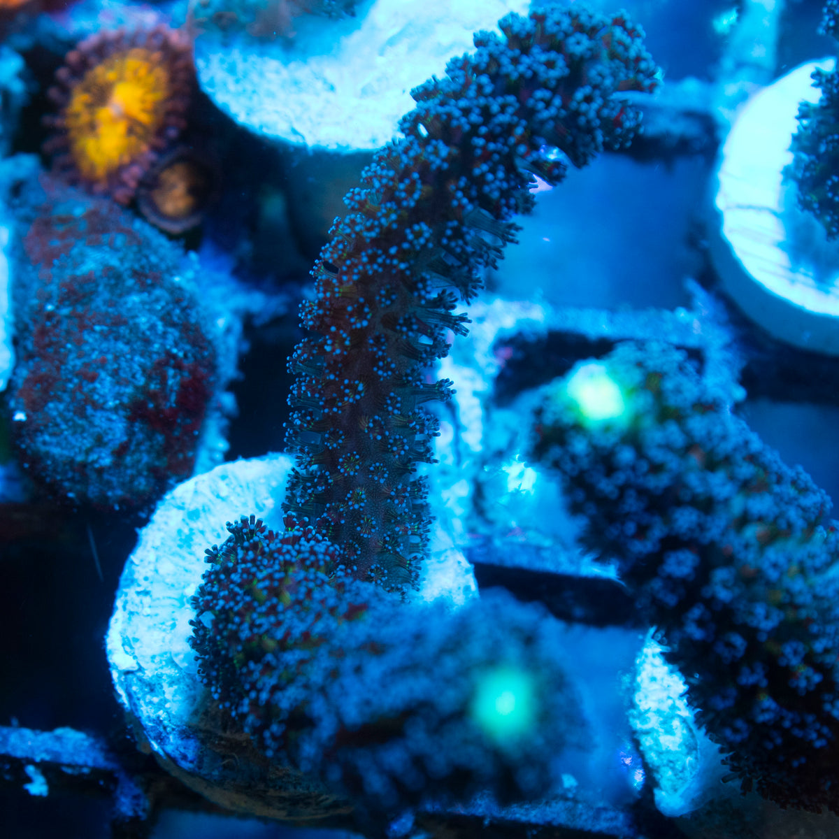 Milka Stylophora live reef coral - AquaGemCorals