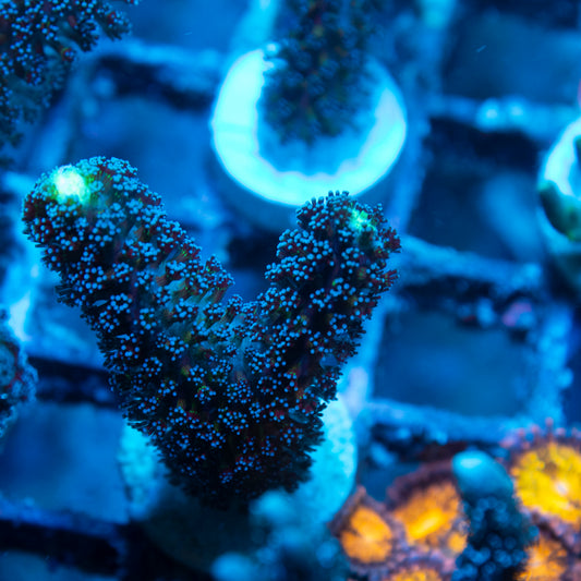 Milka Stylophora live reef coral - AquaGemCorals