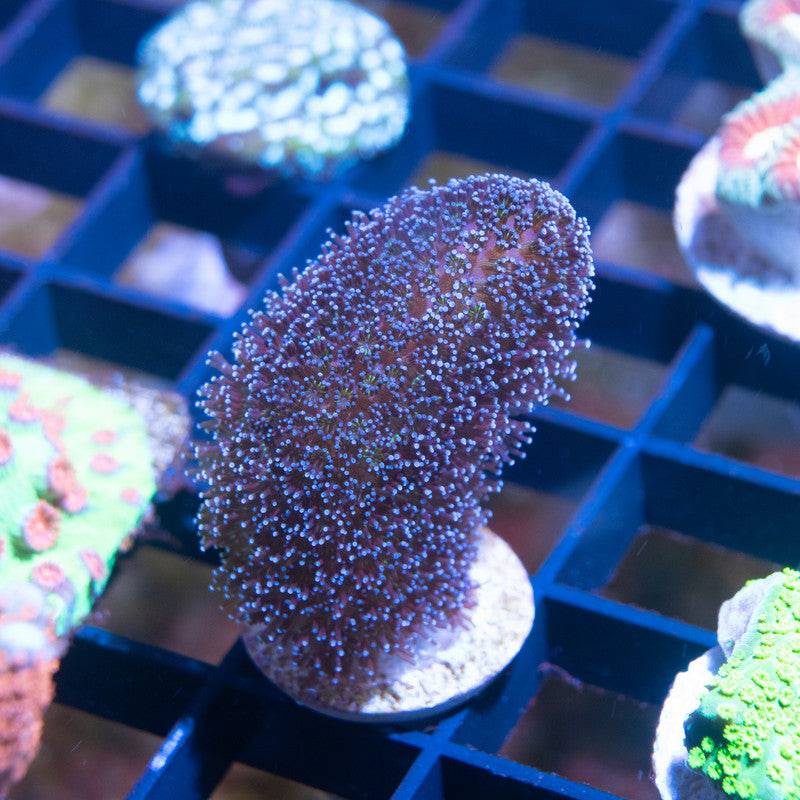 Milka Stylophora - AquaGemCorals