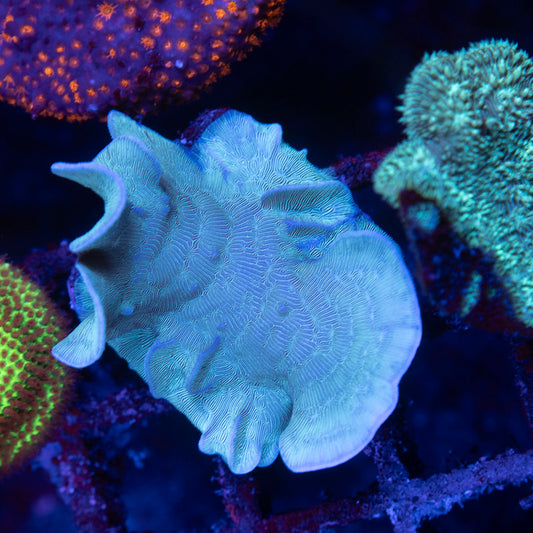 Mint Chip Pavona - AquaGemCorals