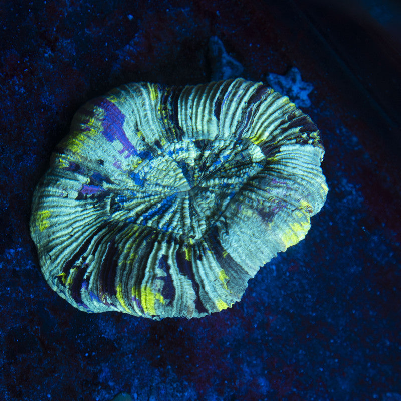 Mint Swirl Trachy live coral for reef aquarium