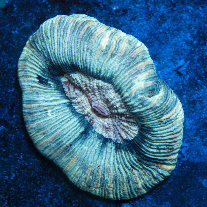 Mint Swirl Trachy live coral for reef aquarium