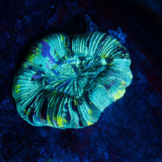 Mint Swirl Trachy