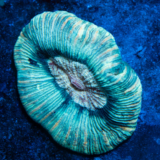 Mint Swirl Trachy
