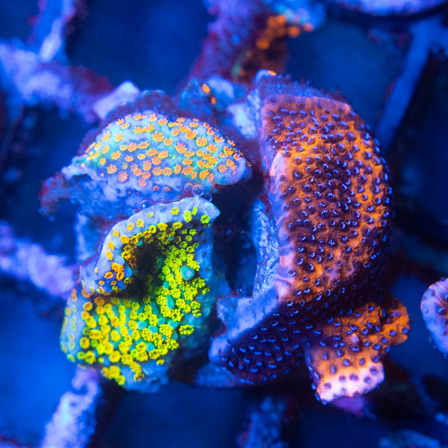 Mixed Montipora