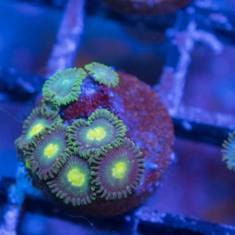 Mixed Zoas - AquaGemCorals