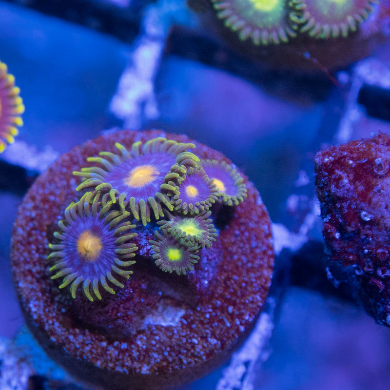 Mixed Zoas - AquaGemCorals