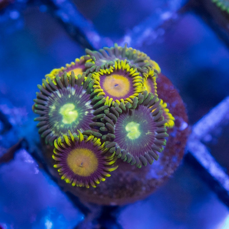 Mixed Zoas - AquaGemCorals