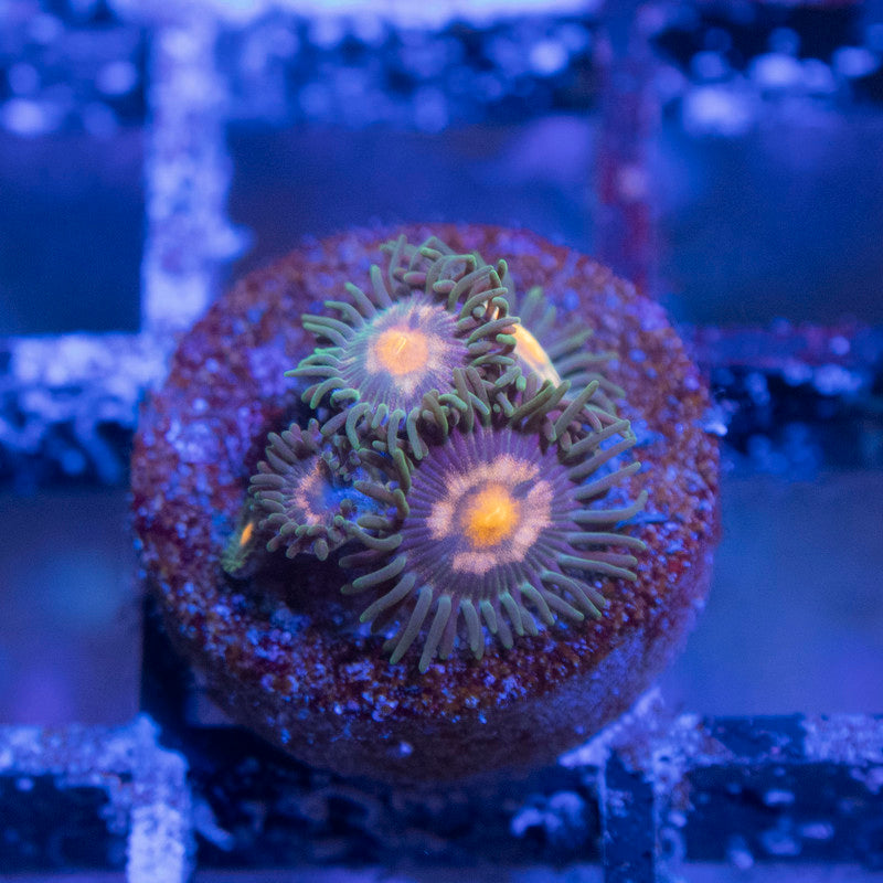 Mixed Zoas - AquaGemCorals