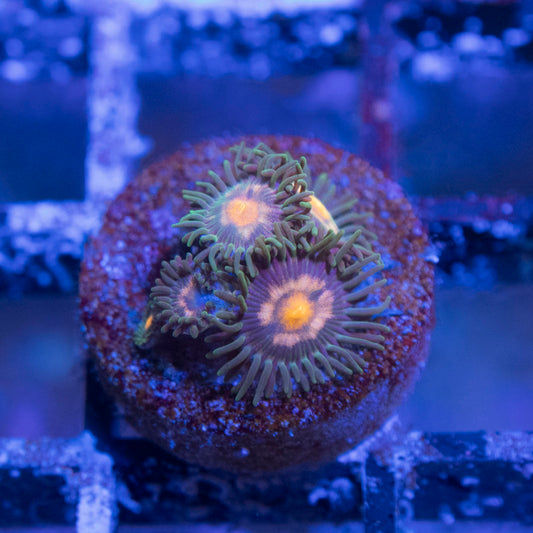 Mixed Zoas - AquaGemCorals