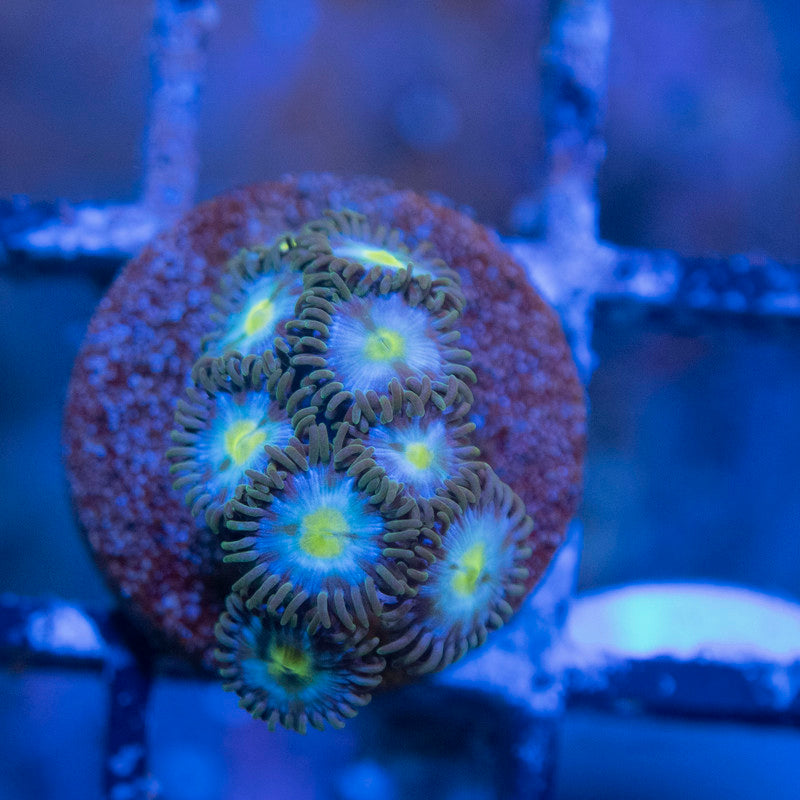 Mixed Zoas - AquaGemCorals