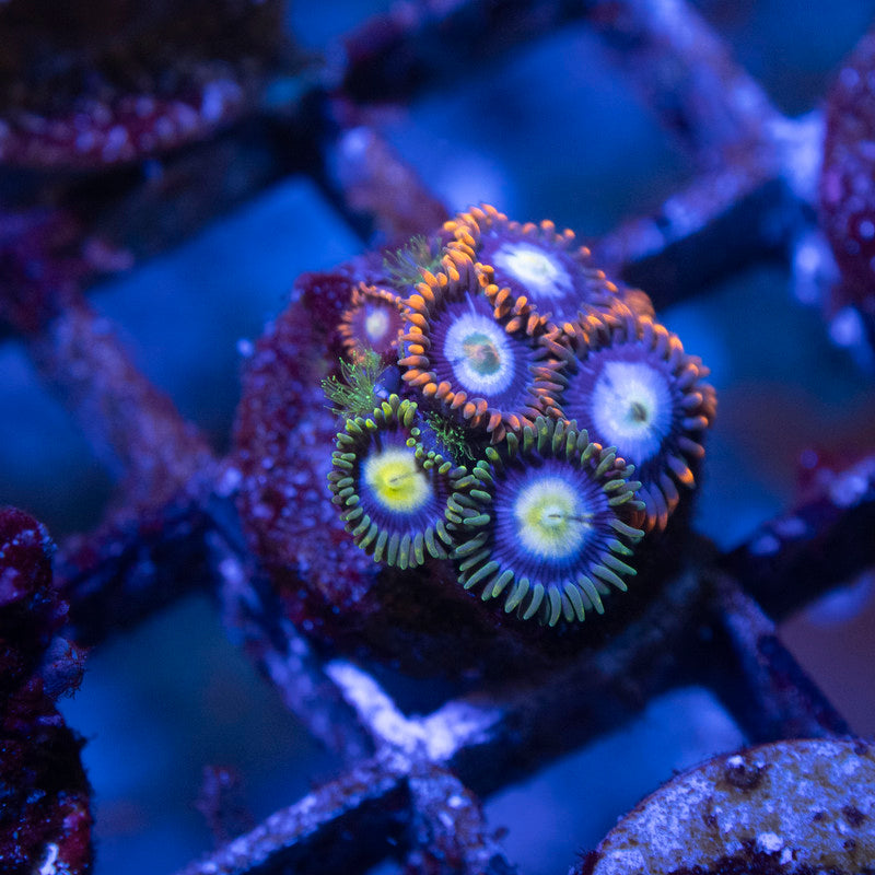 Mixed Zoas - AquaGemCorals