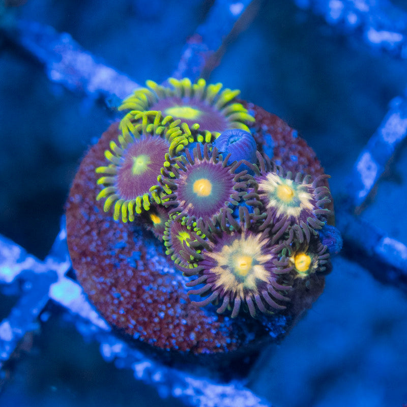 Mixed Zoas - AquaGemCorals