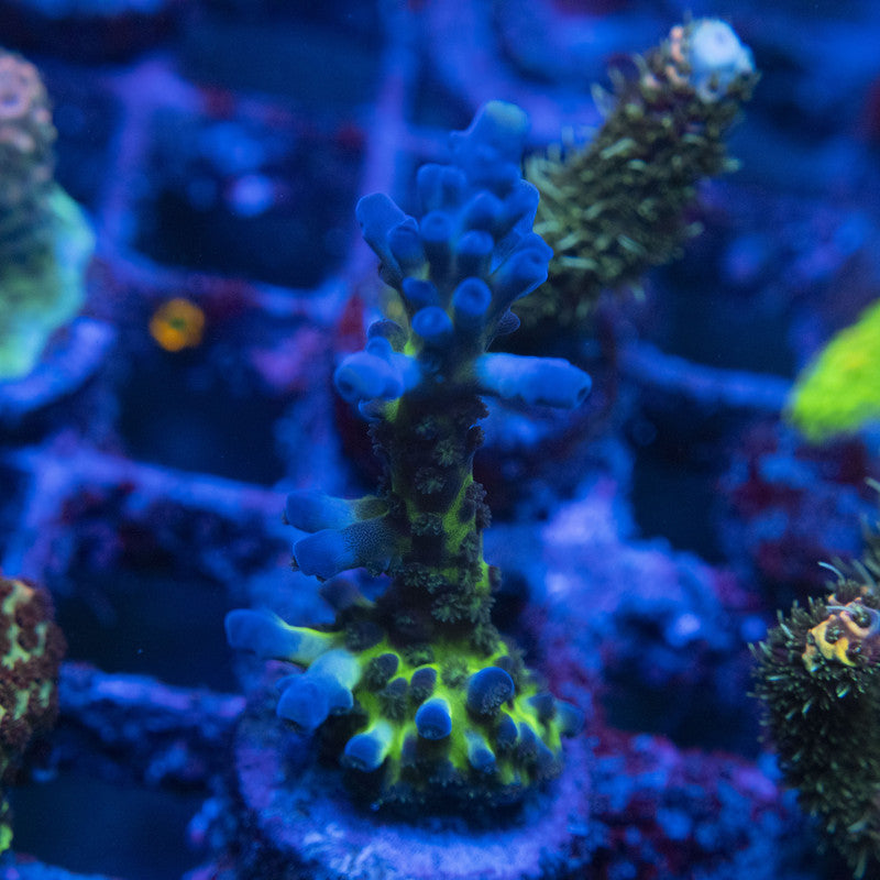 Miyagi tort acro WYSIWYG live coral for sale at AquaGemCorals