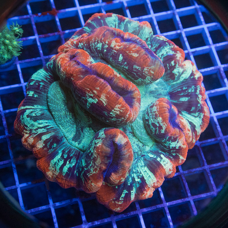 Molten Jewel Trachyphyllia