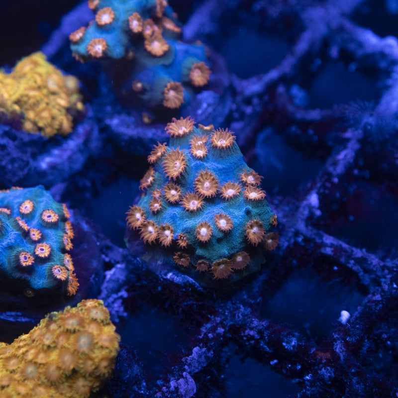 Molten Meteor Cyphastrea