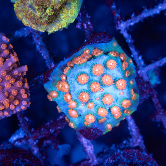 Molten Meteor Cyphastrea - AquaGemCorals