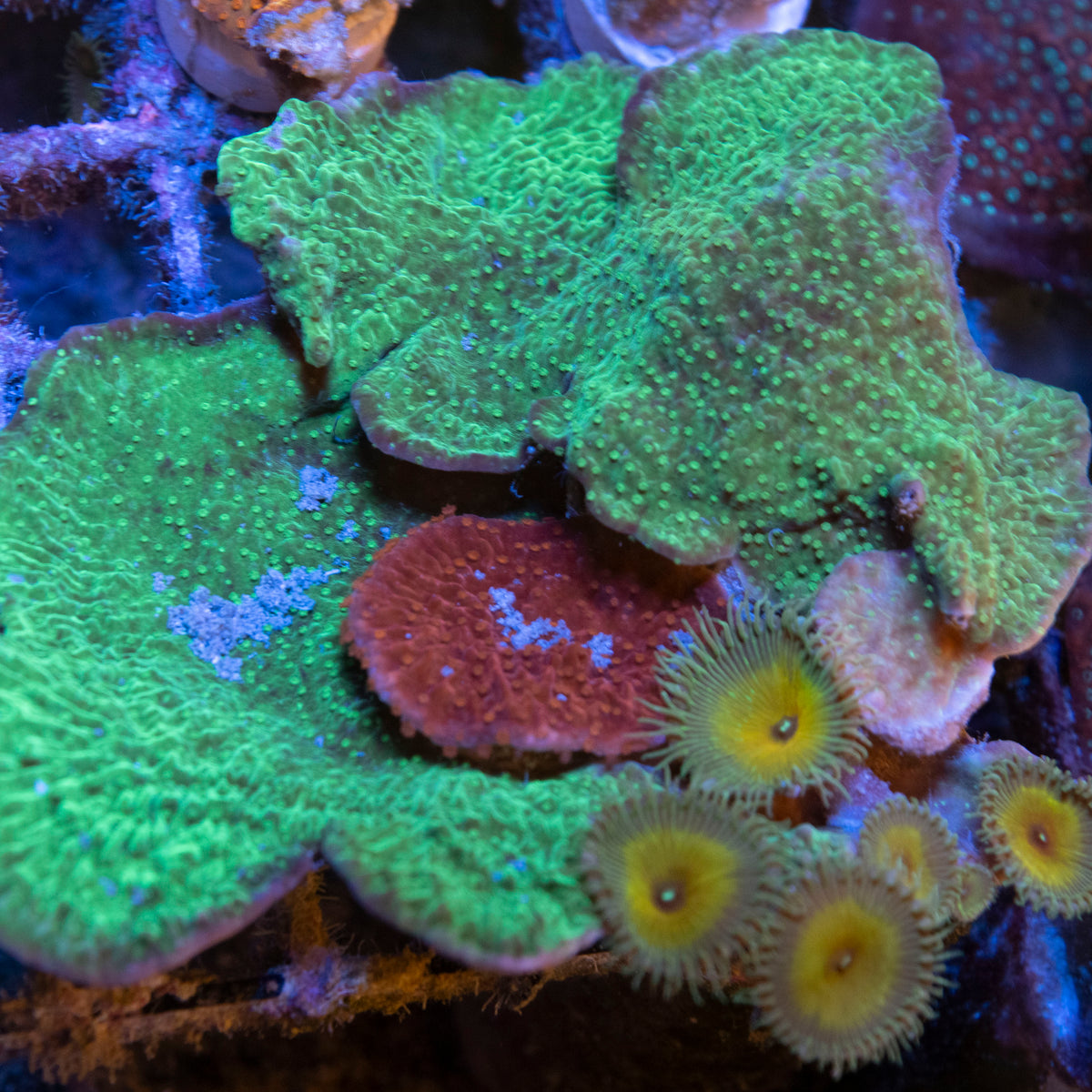 Montipora Mix coral frag from AquaGem Corals