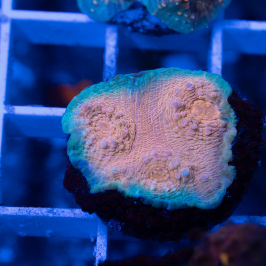 Moonfire Chalice - AquaGemCorals