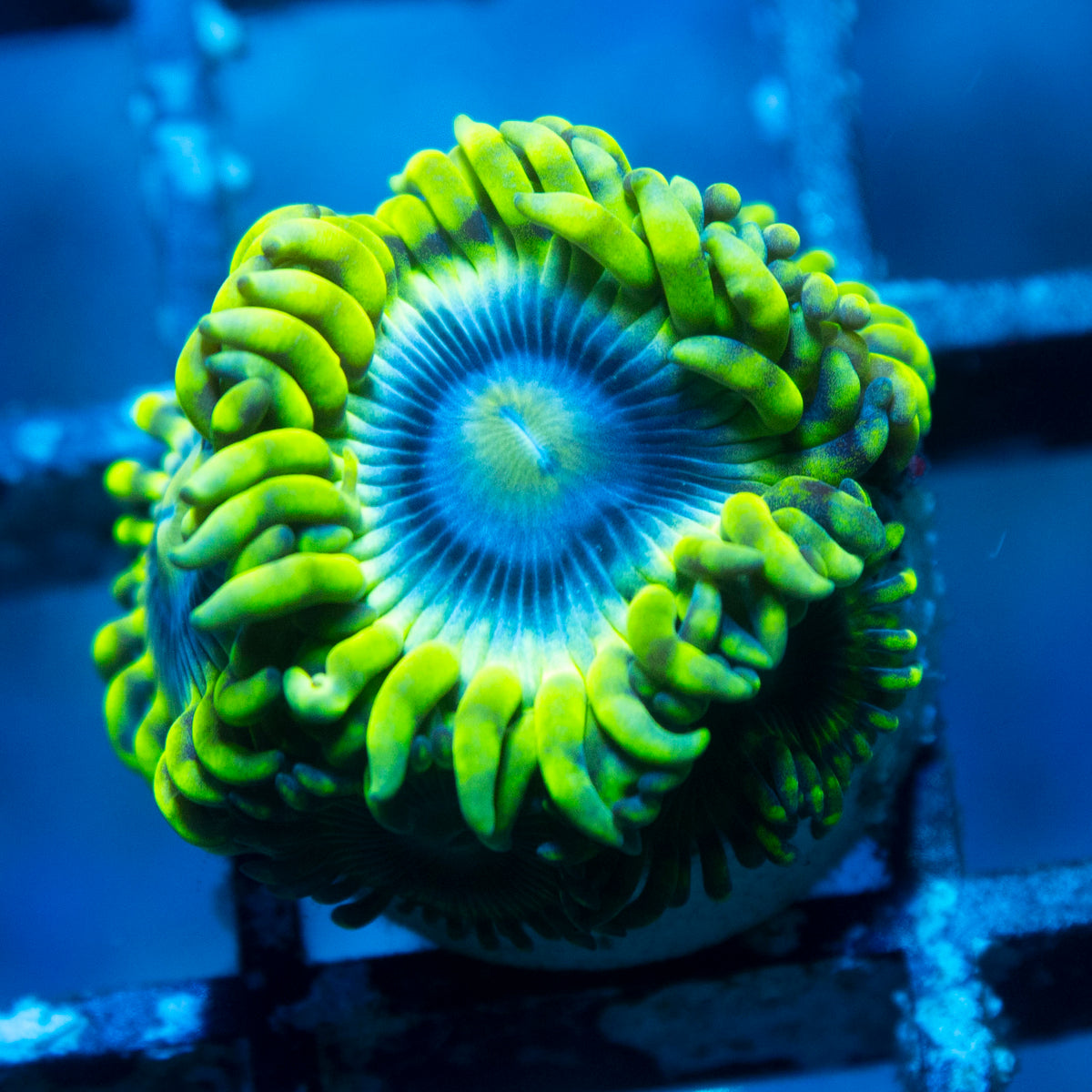Mr Meseek Zoa live reef coral - AquaGemCorals