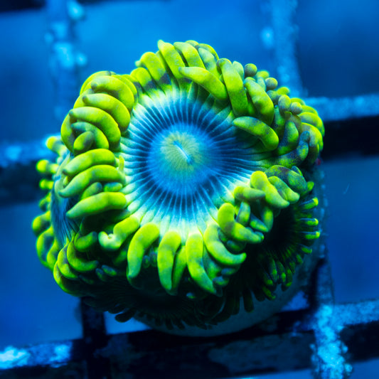 Mr Meseek Zoa live reef coral - AquaGemCorals