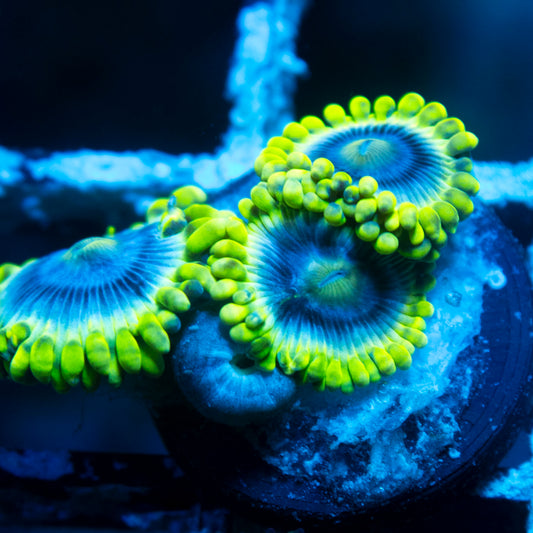 Mr Meseek Zoa live reef coral - AquaGemCorals