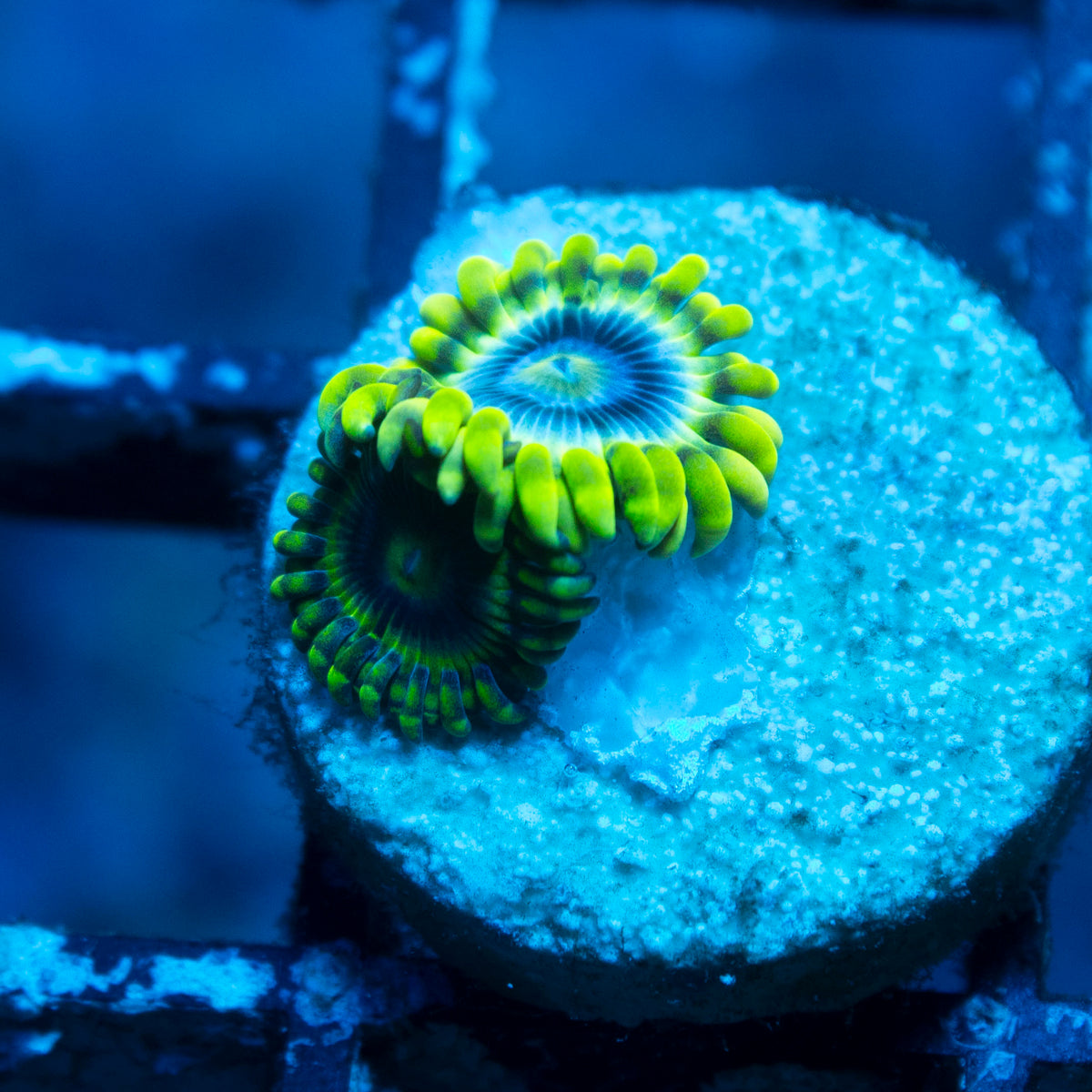 Mr Meseek Zoa live reef coral - AquaGemCorals