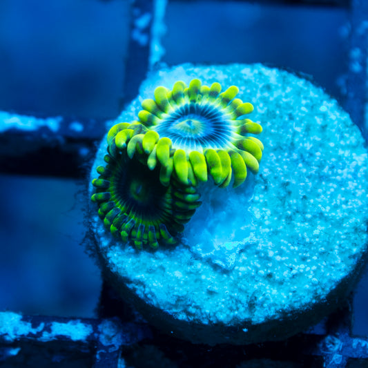 Mr Meseek Zoa live reef coral - AquaGemCorals