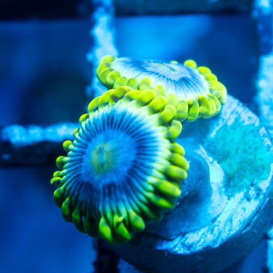 Mr Meseek Zoa live reef coral - AquaGemCorals