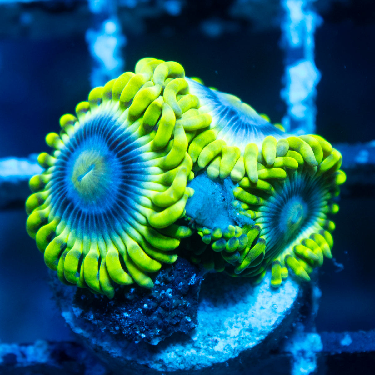 Mr Meseek Zoa live reef coral - AquaGemCorals