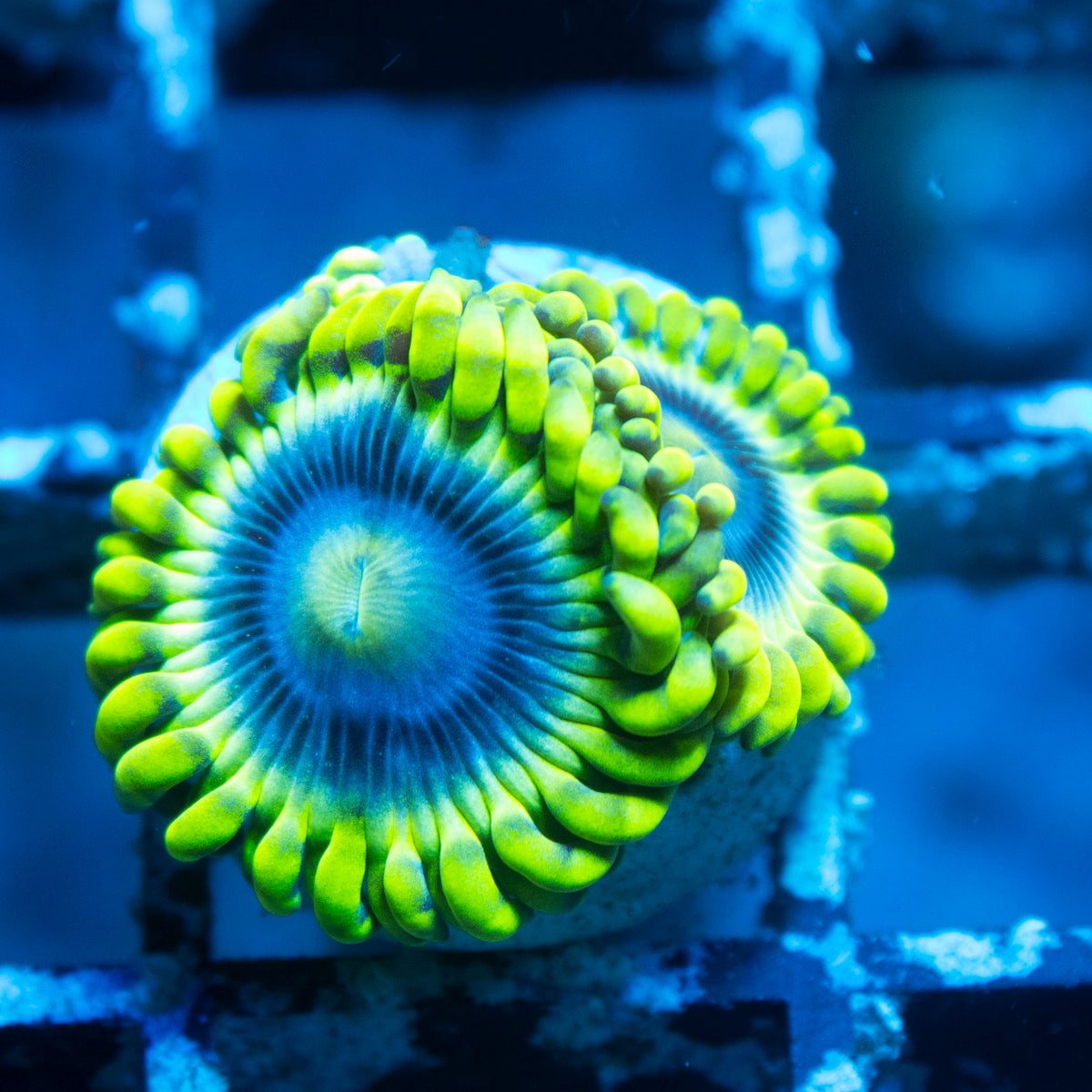 Mr Meseek Zoa live reef coral - AquaGemCorals