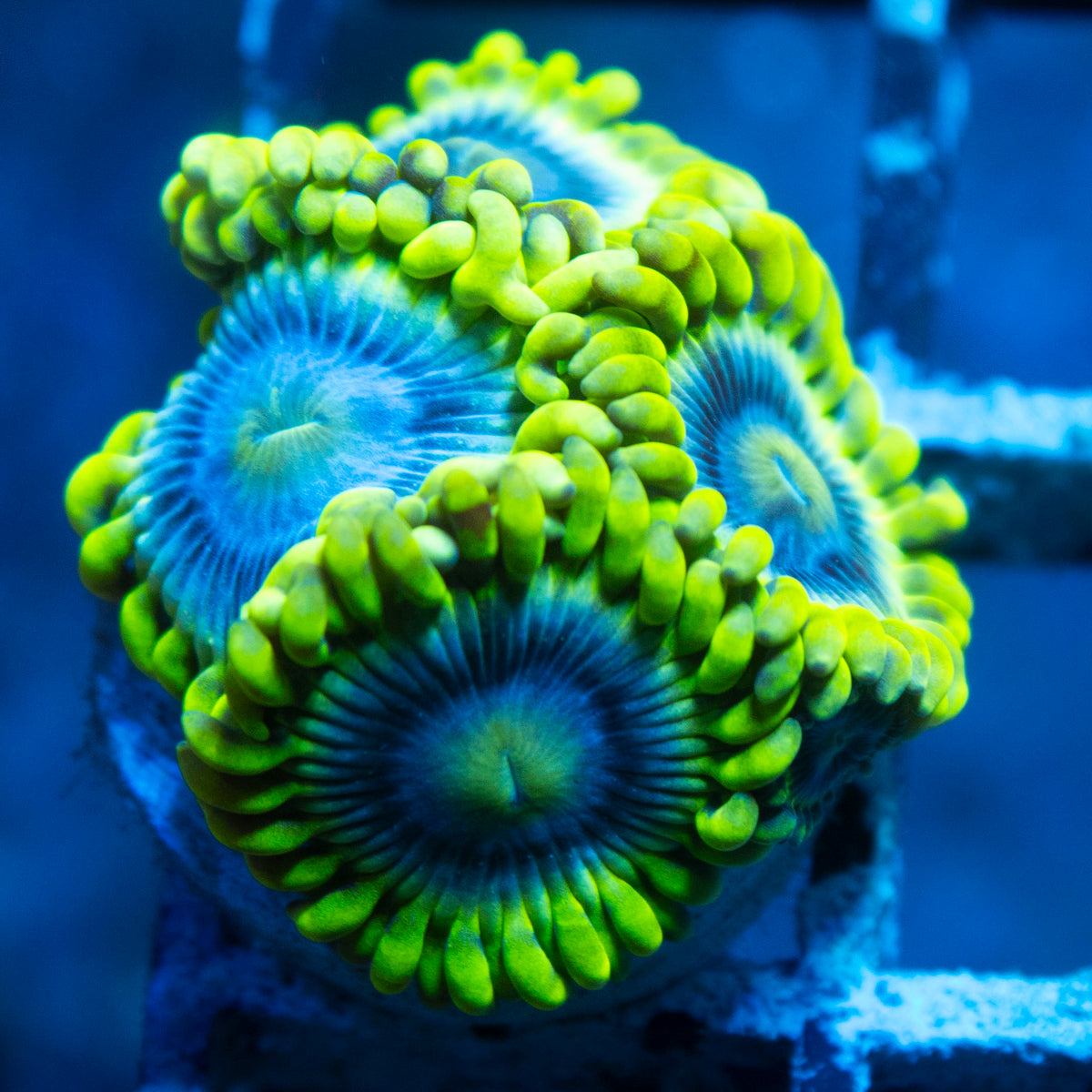 Mr Meseek Zoa live reef coral - AquaGemCorals