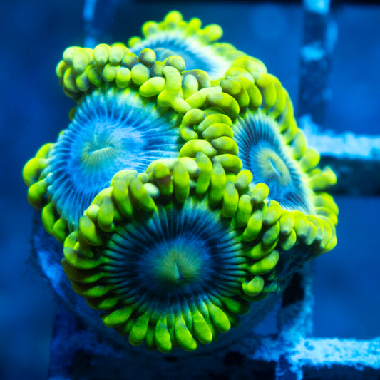 Mr Meseek Zoa live reef coral - AquaGemCorals