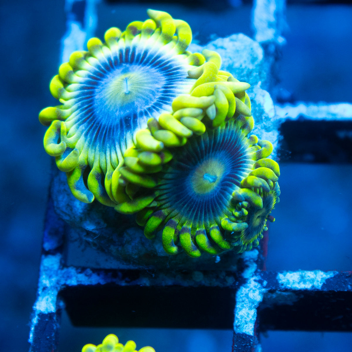 Mr Meseek Zoa live reef coral - AquaGemCorals