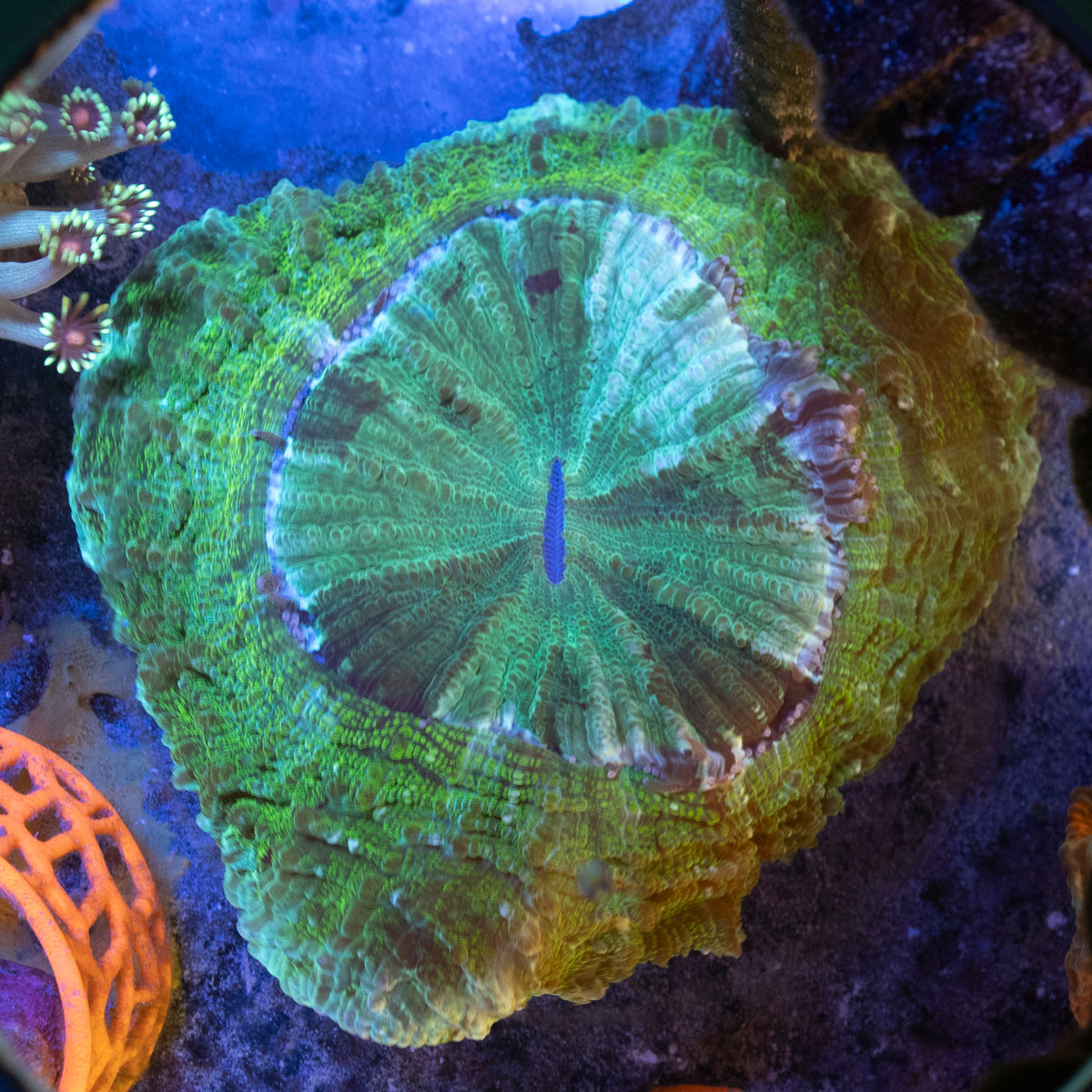 Mystic Emerald Acanthophyllia coral frag from AquaGem Corals