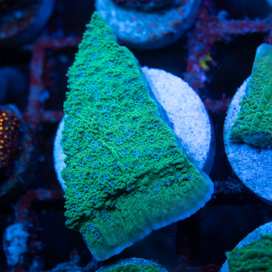 Mystic Joker Montipora