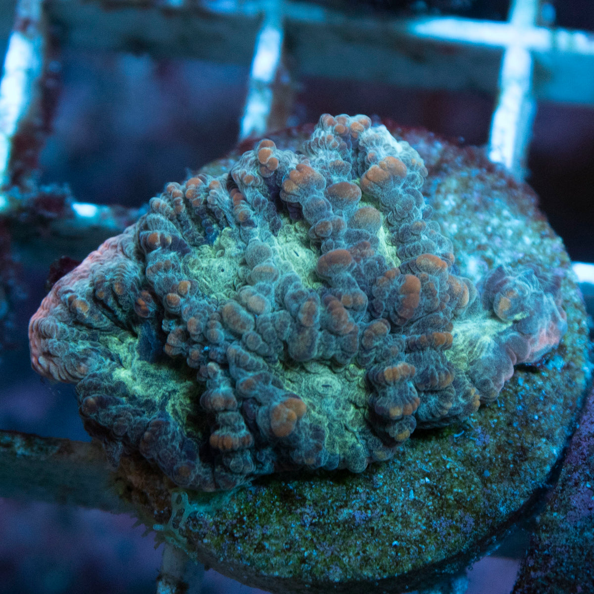 Mystic Lagoon Goniastrea coral frag from AquaGem Corals
