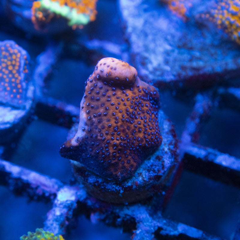 Mystic Monti WYSIWYG live coral for sale at AquaGemCorals