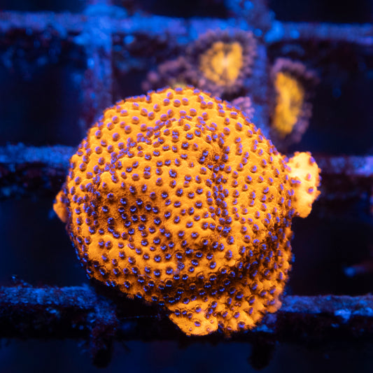 Mystic Montipora
