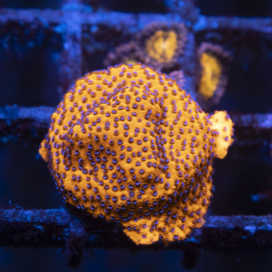 Mystic Montipora