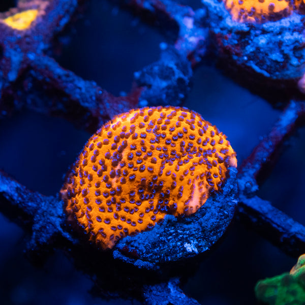 Mystic Sunset Montipora