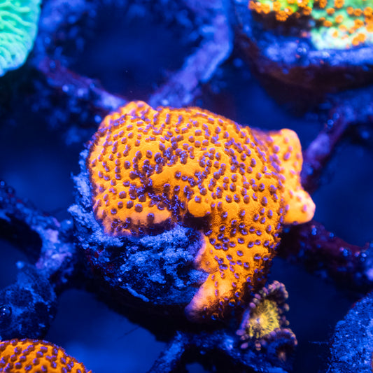 Mystic Sunset Montipora