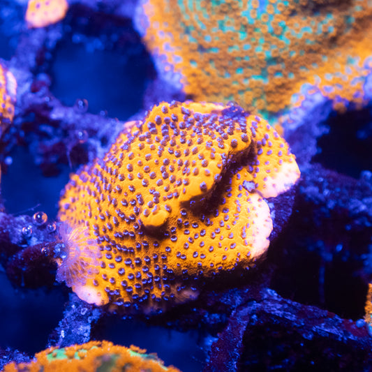 Mystic Sunset Montipora