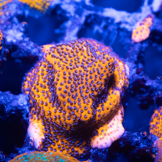 Mystic Sunset Montipora
