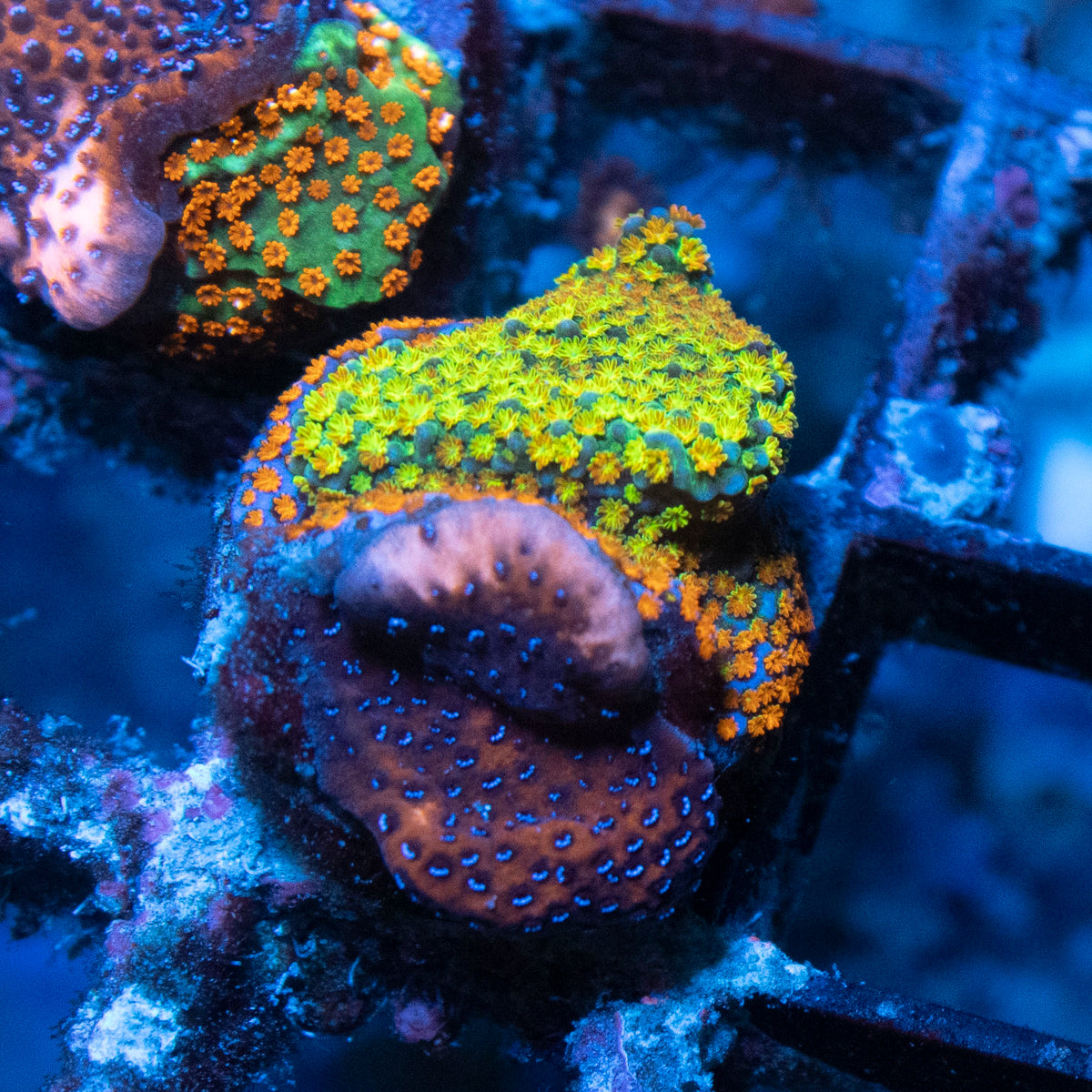 Mystic Sunset Montipora And Rainbow Monti coral frag from AquaGem Corals